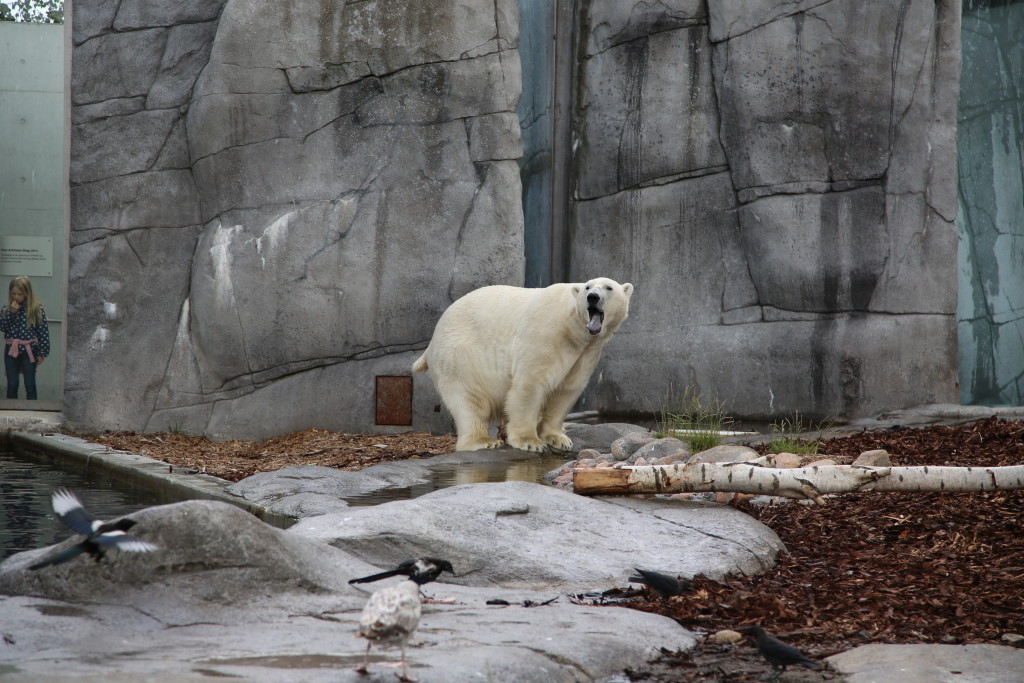 Polar bear taking a shit