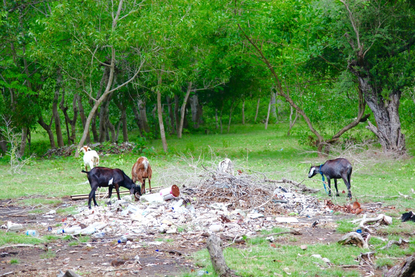 Goats in Trawangan